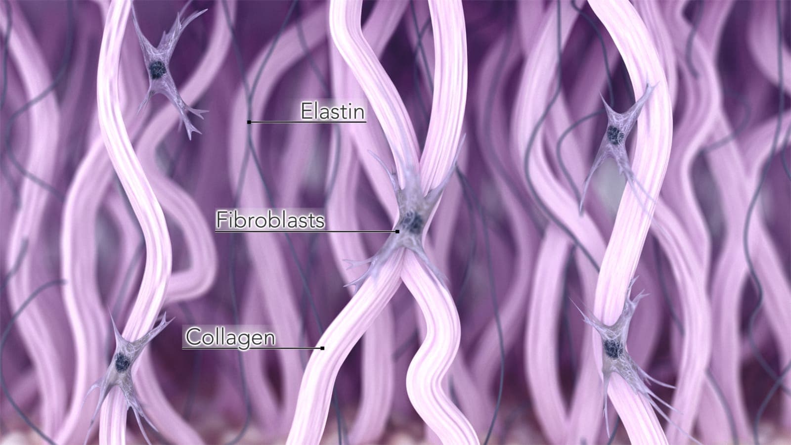 3D illustration of dermal tissue showing collagen bundles, elastin fibers, and star-shaped fibroblasts — the spaces between them are filled with the ground substance that lyase targets