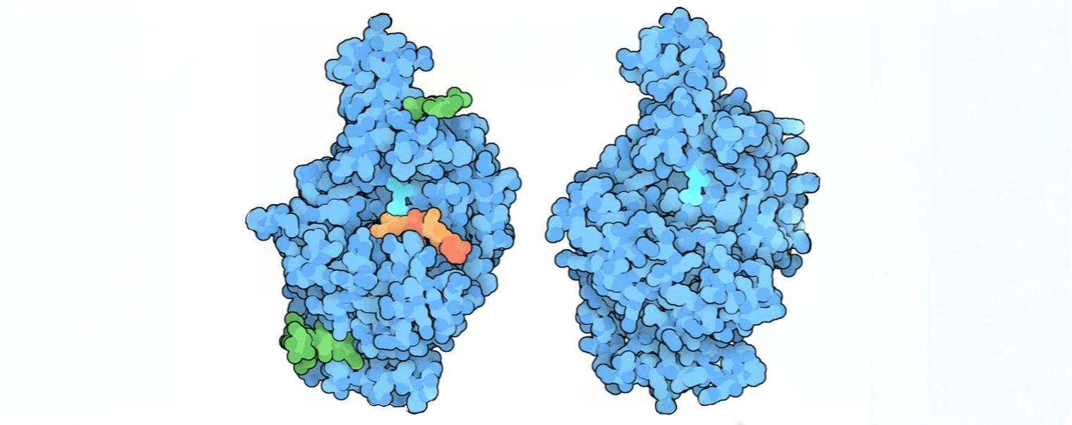 Molecular surface rendering of mammalian hyaluronidase-1 and hyaluronidase-2 showing the enzyme structures in blue with bound substrate fragments